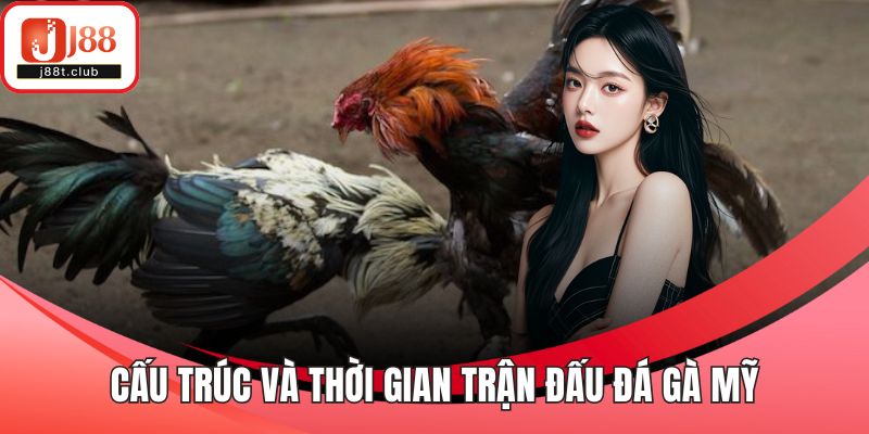 Cấu trúc và thời gian trận đấu đá gà Mỹ