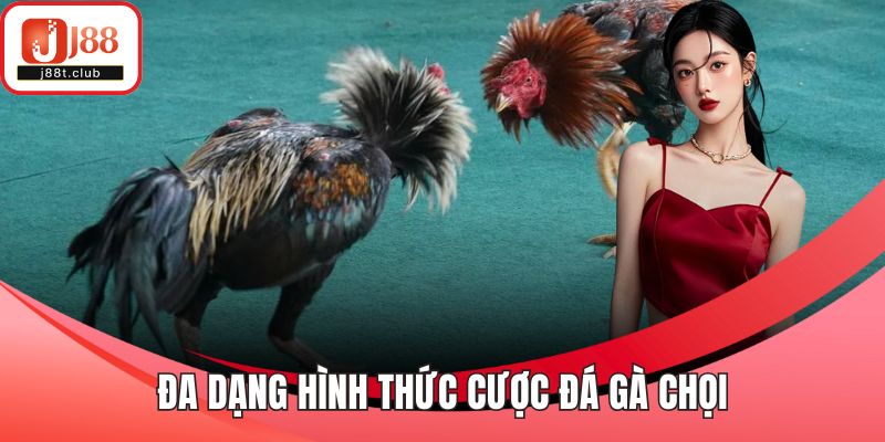 Đa dạng hình thức cược đá gà chọi