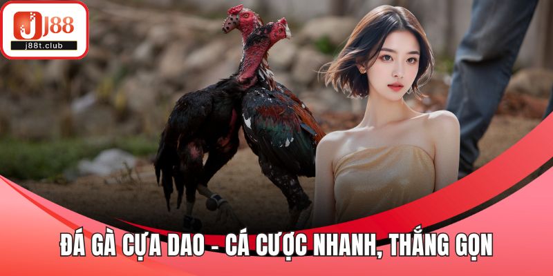 Đá gà cựa dao