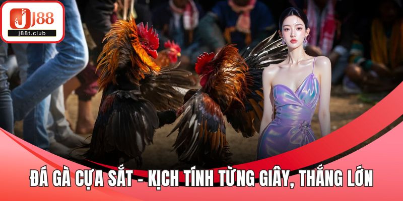 Đá gà cựa sắt